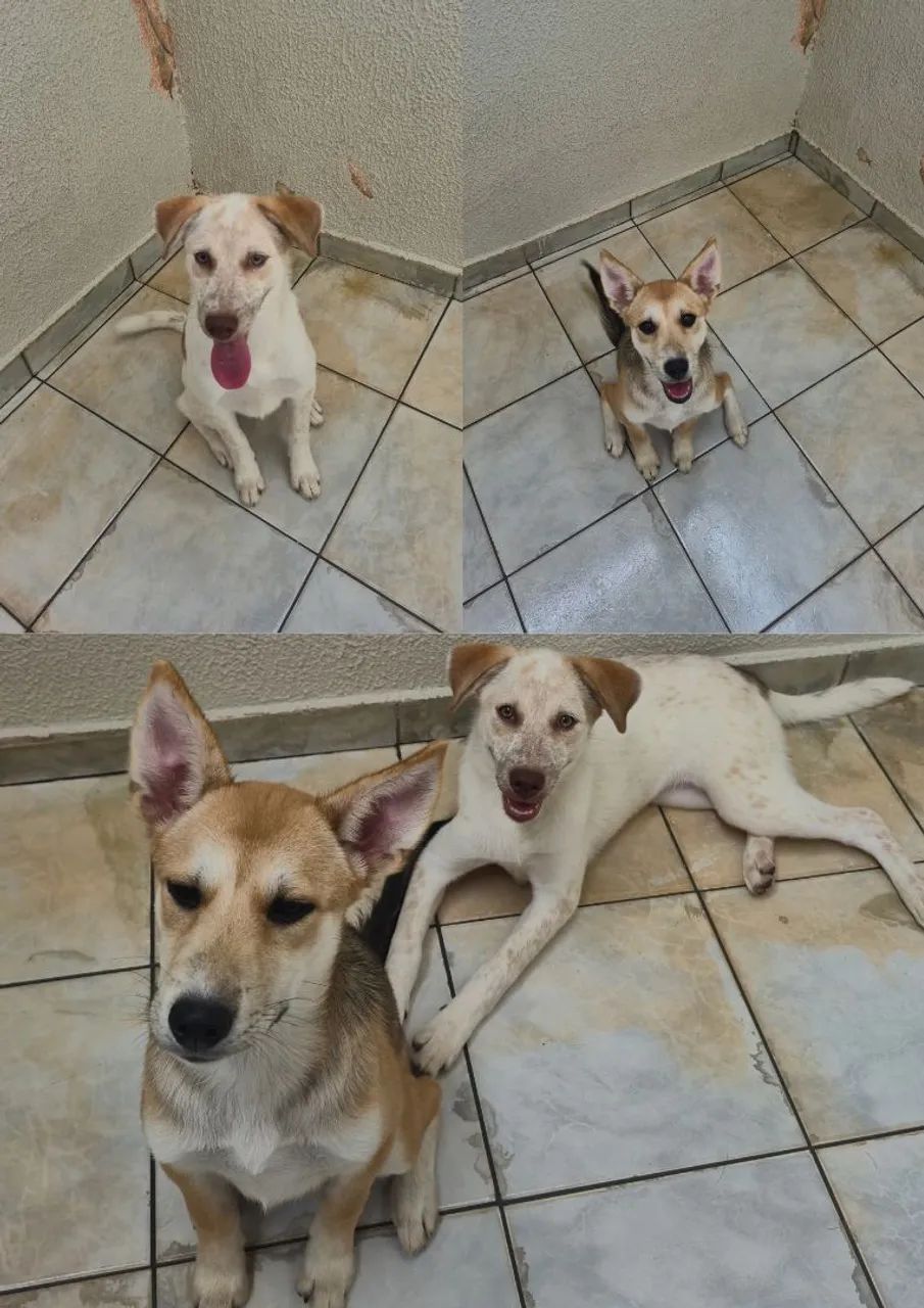 Cadelas filhotes para doação 