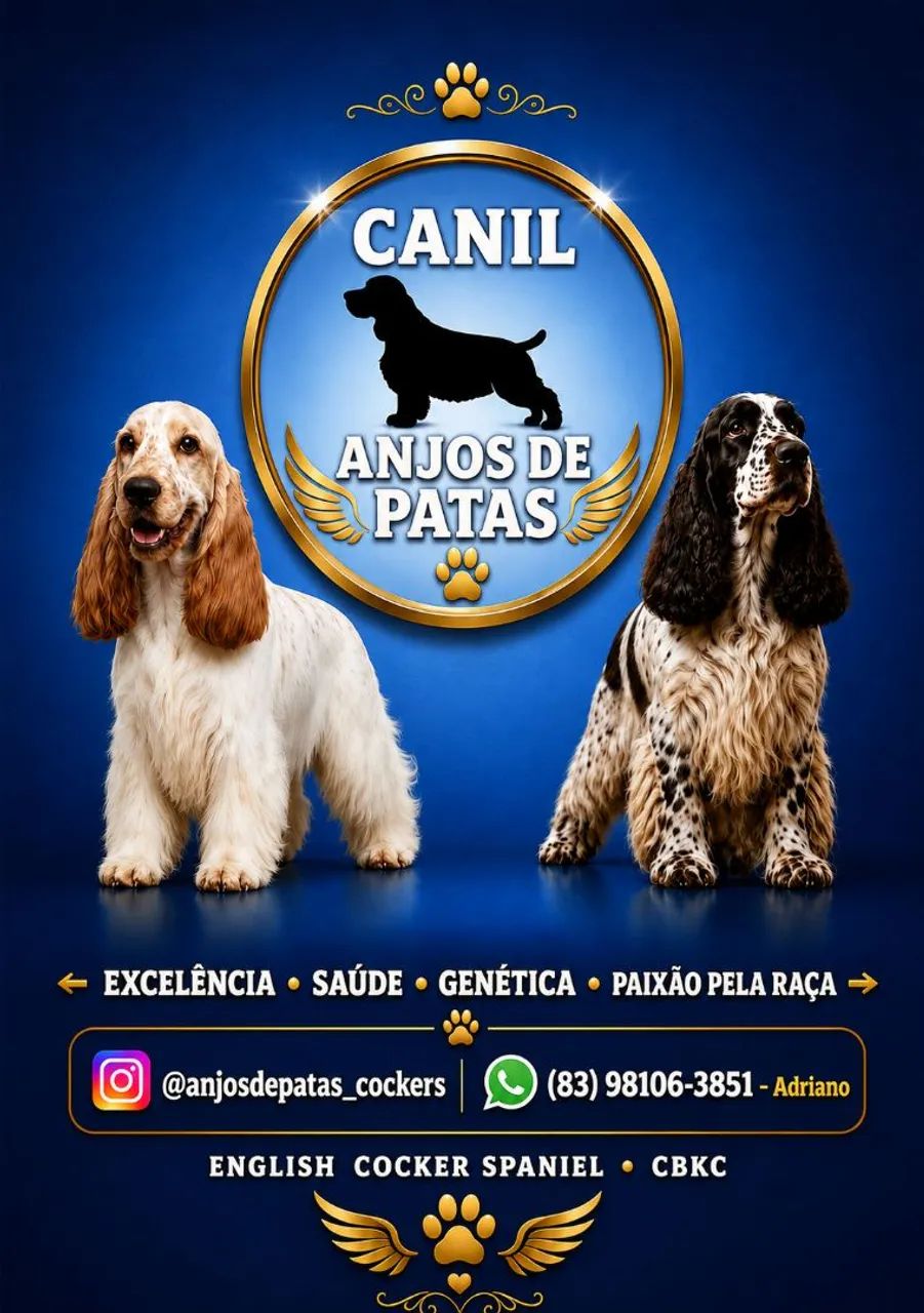 Cocker inglês 