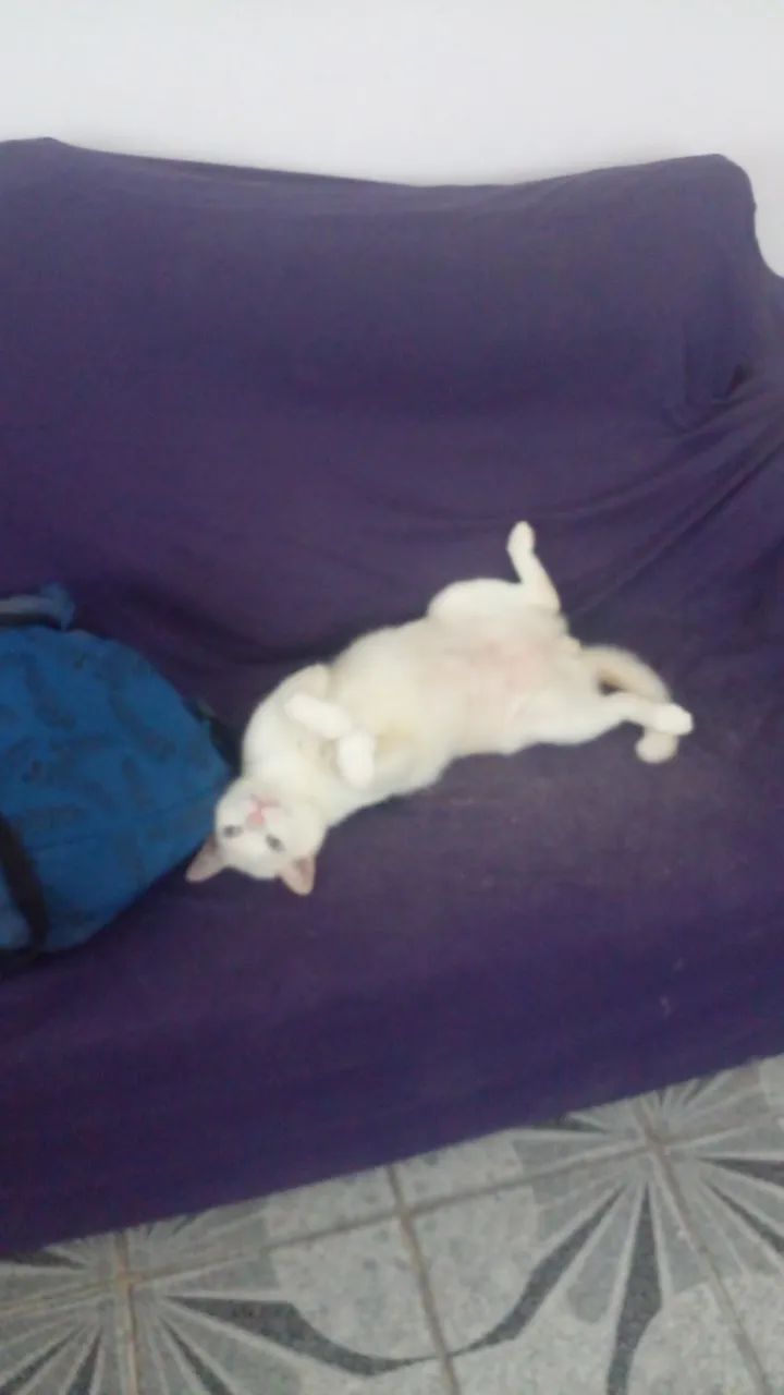 Adoção  - Foto 5