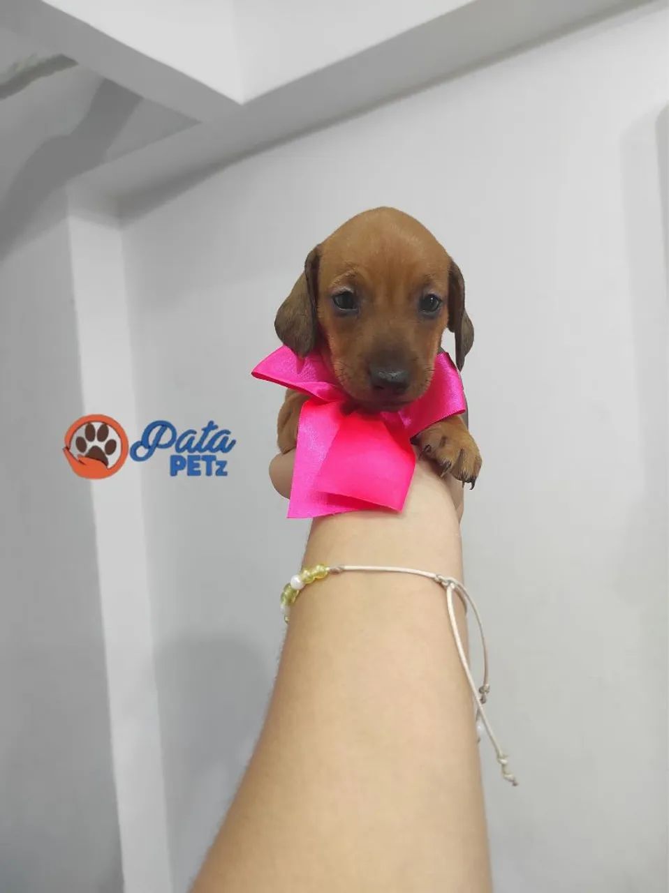 Bebê de salsicha  - Foto 3