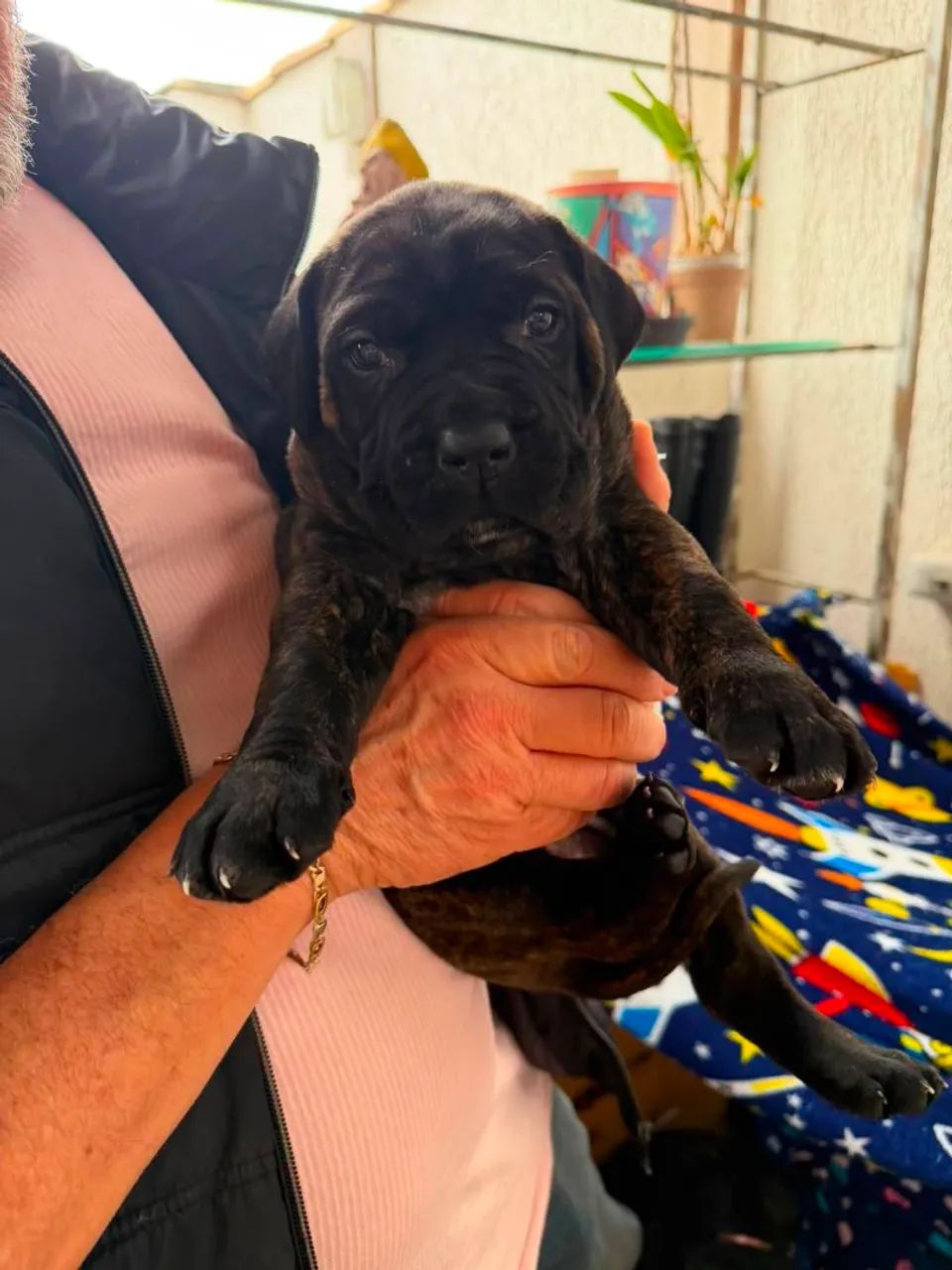 Filhote de Cane Corso com Pedigree  - Foto 5