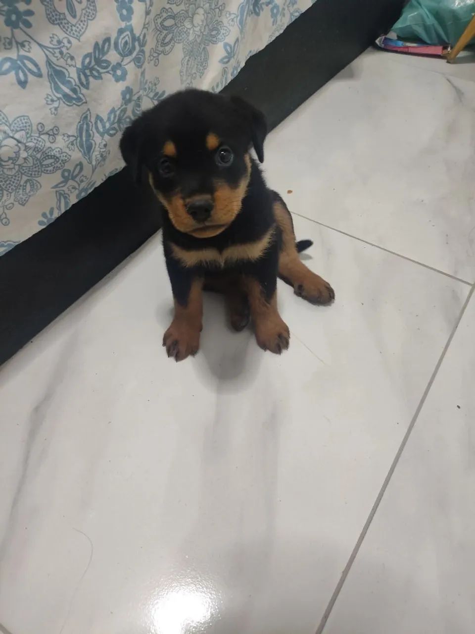 Rottweiler 54 dias