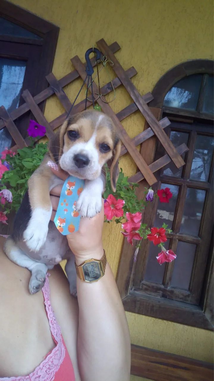 Beagle tricolor Femea 13 polegadas  - Foto 2