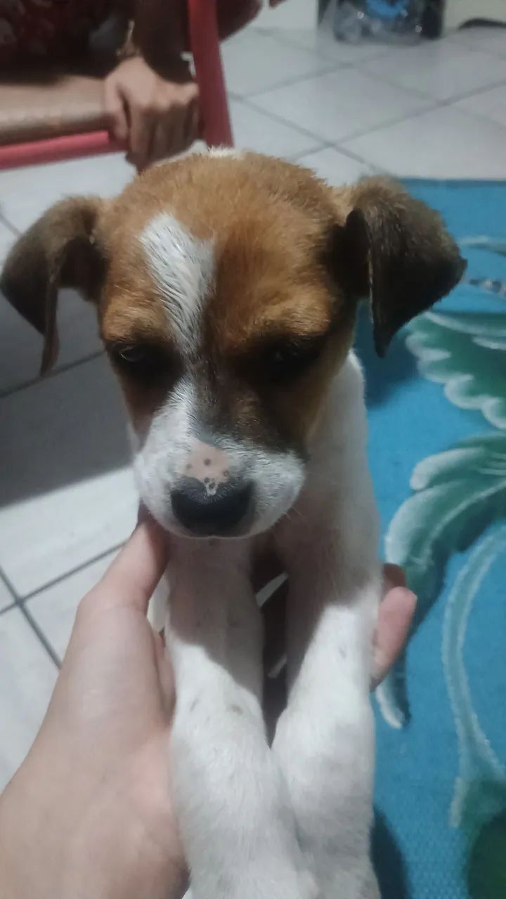 Doação Filhote macho  - Foto 2