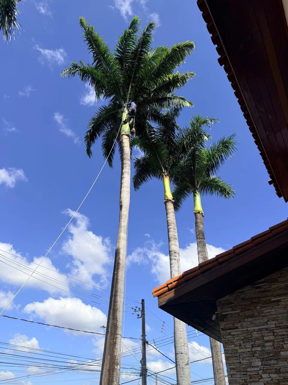Supressão arbórea  - Foto 2