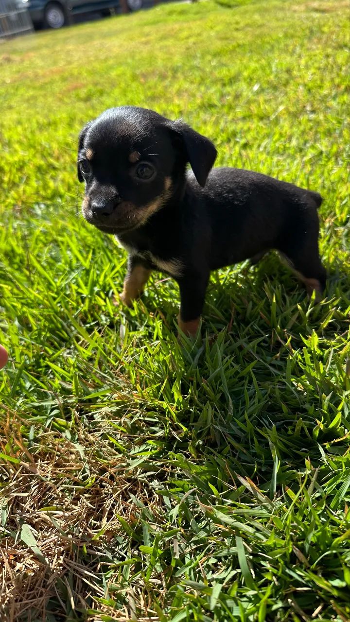 Pinscher 0 machos e fêmeas - Foto 4