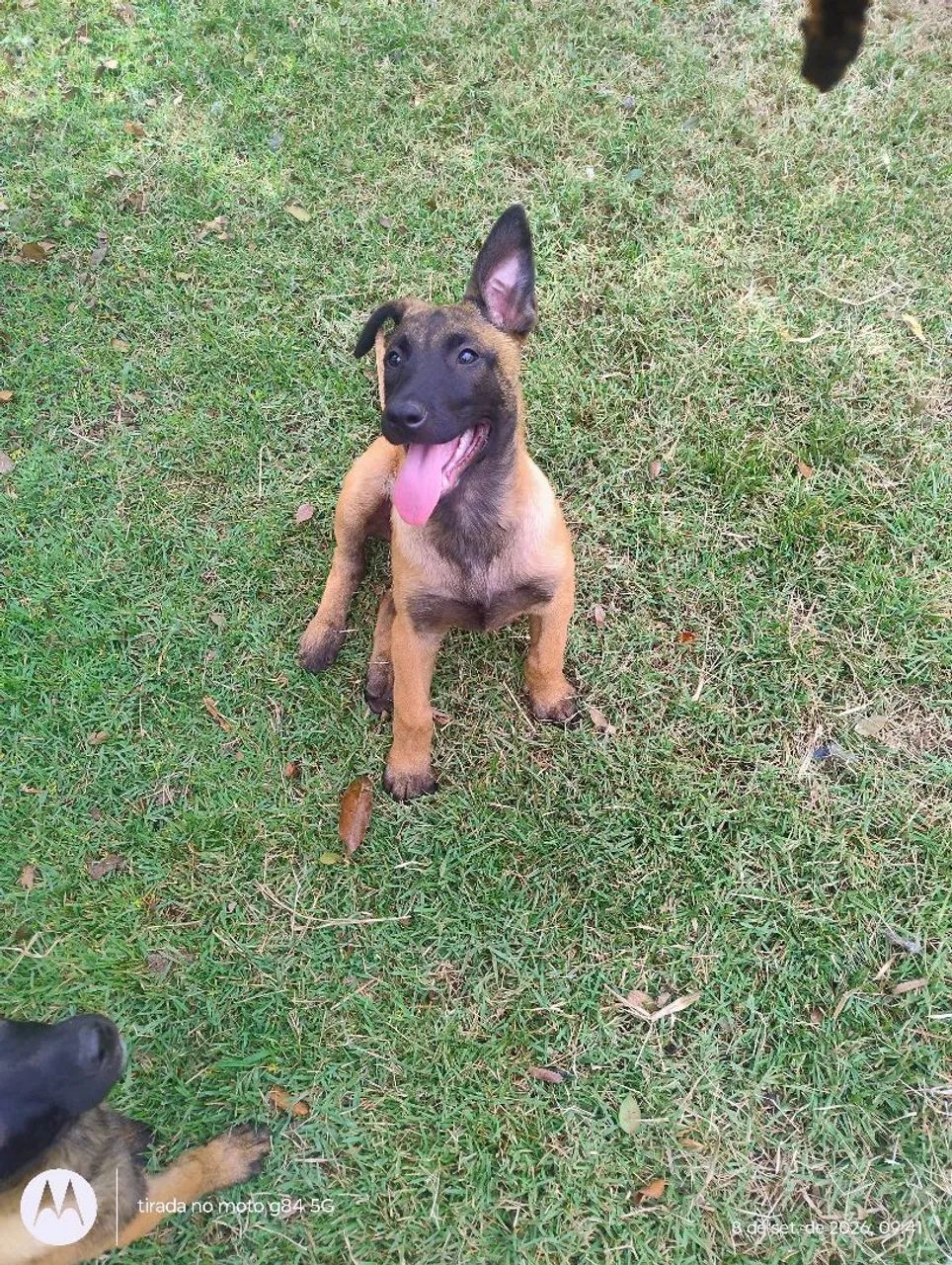 Pastor Belga Malinois  - Foto 2