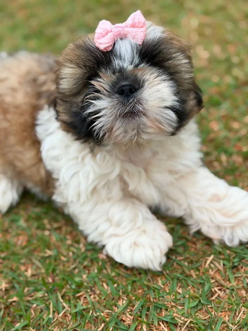 Shih-tzu Mini fêmea  e macho - Foto 5