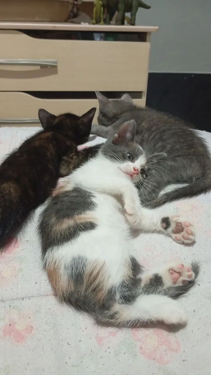 Gatinhas vermifugadas 2 meses - Foto 2