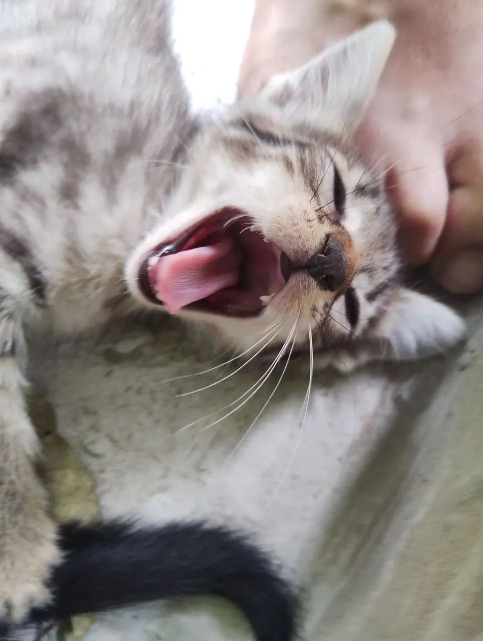 Gatos 