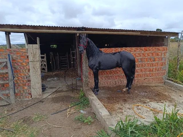 cavalo preto luxo