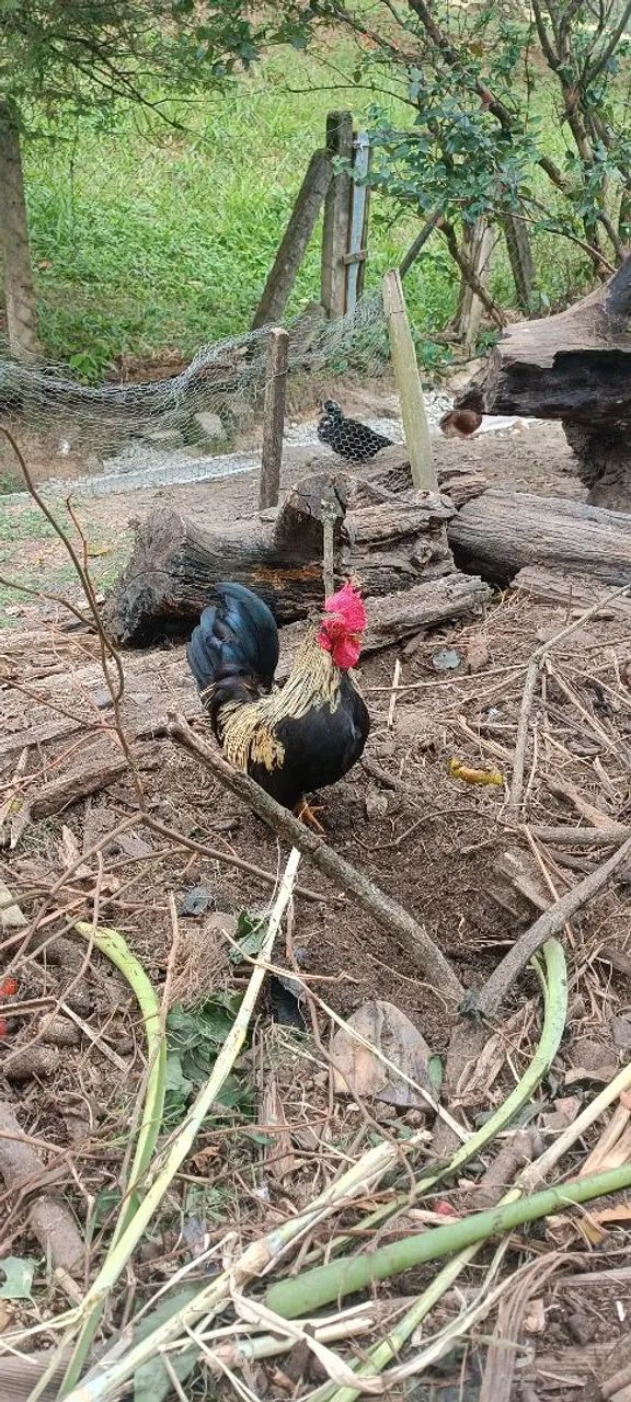 Vendo mini galo garnisé  - Foto 4