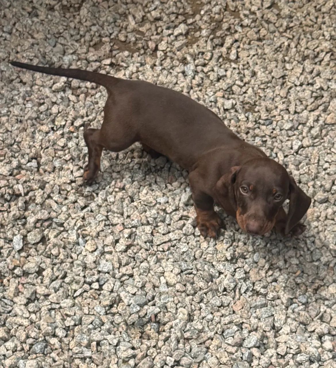 Dachshund - macho chocolate  - Foto 2