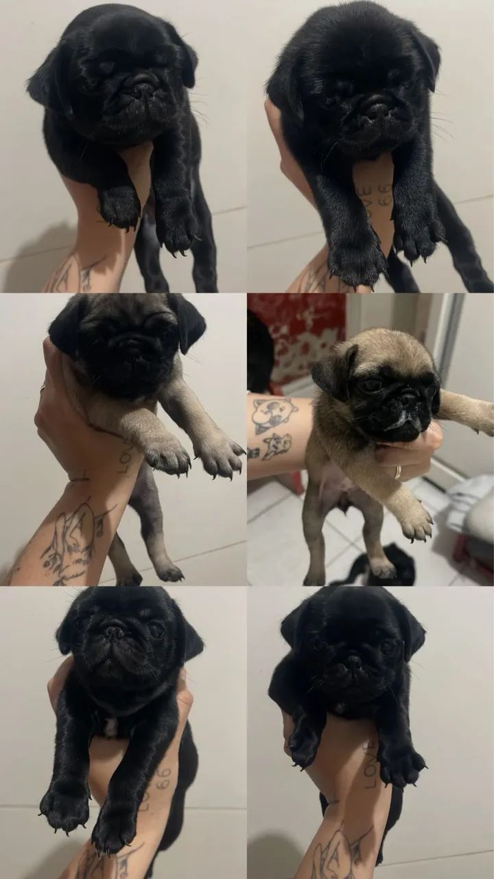 Pug Disponível 