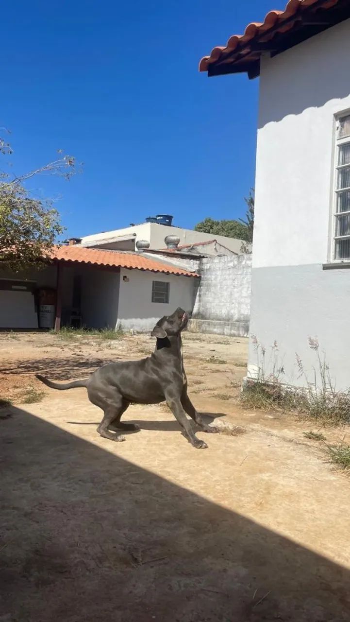 Cane Corso - Filhotes - Foto 4