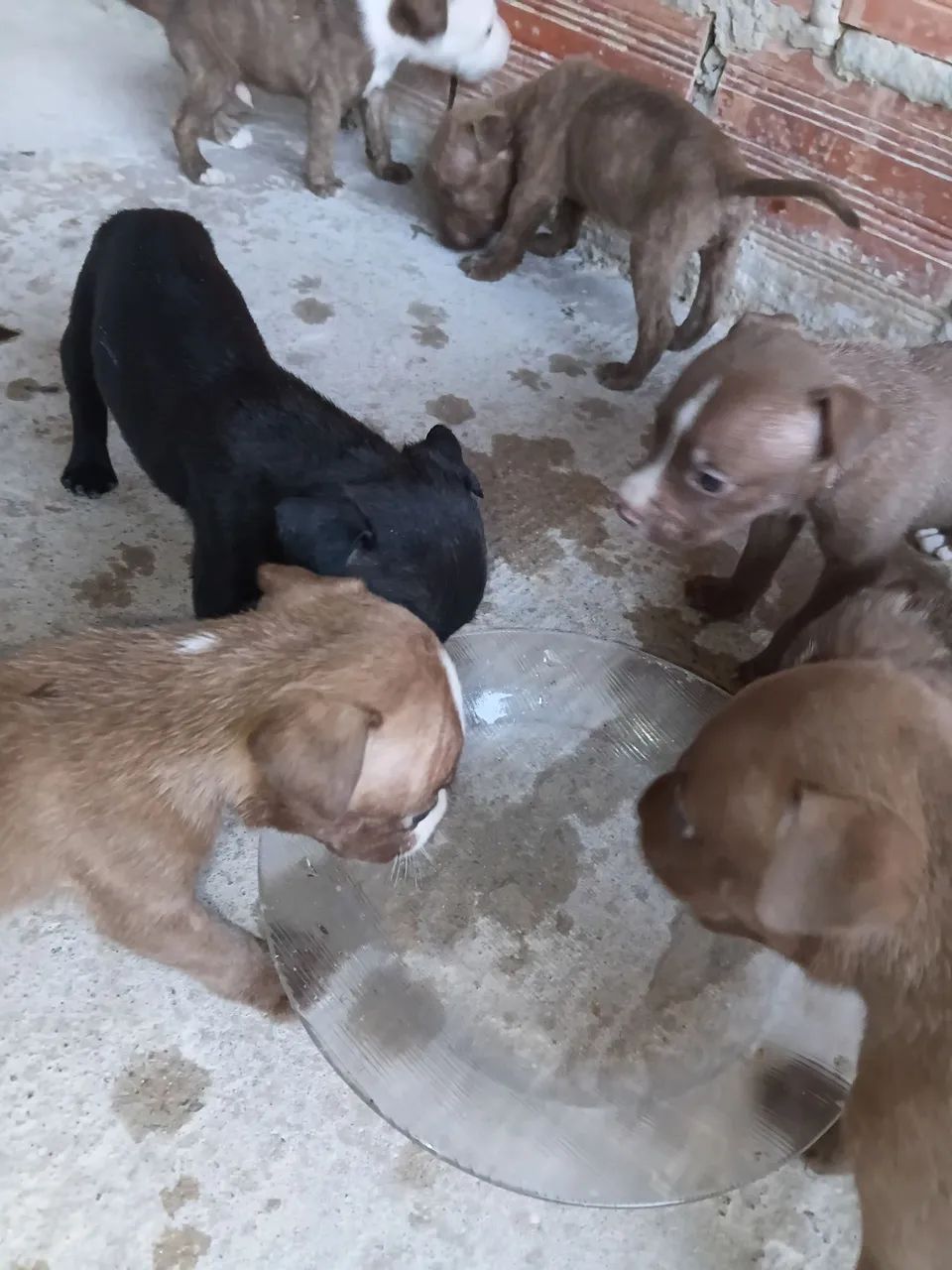 FILHOTES DE AMERICAN BULLY E PIT MONSTER - Foto 3