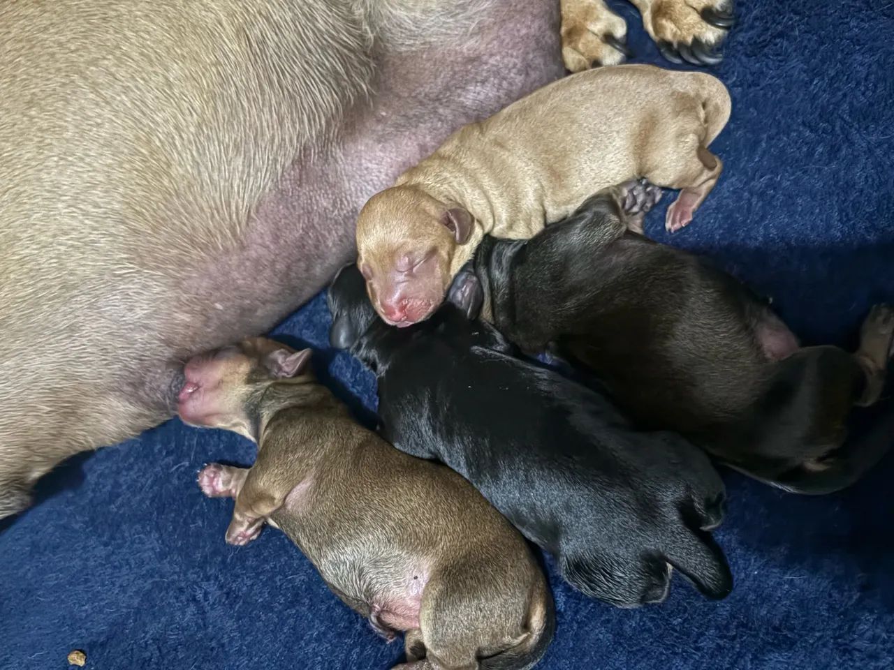 Dachshund ? salsicha ? - Foto 4