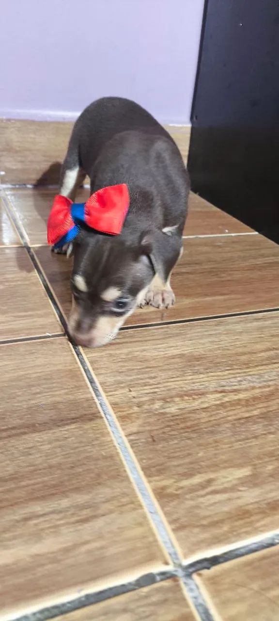 Pinscher macho  - Foto 2