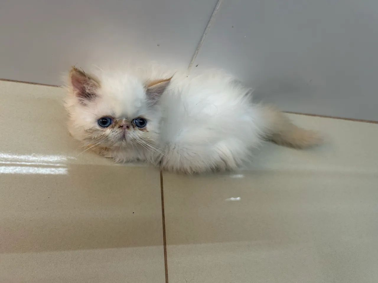 Gato macho persa  - Foto 2
