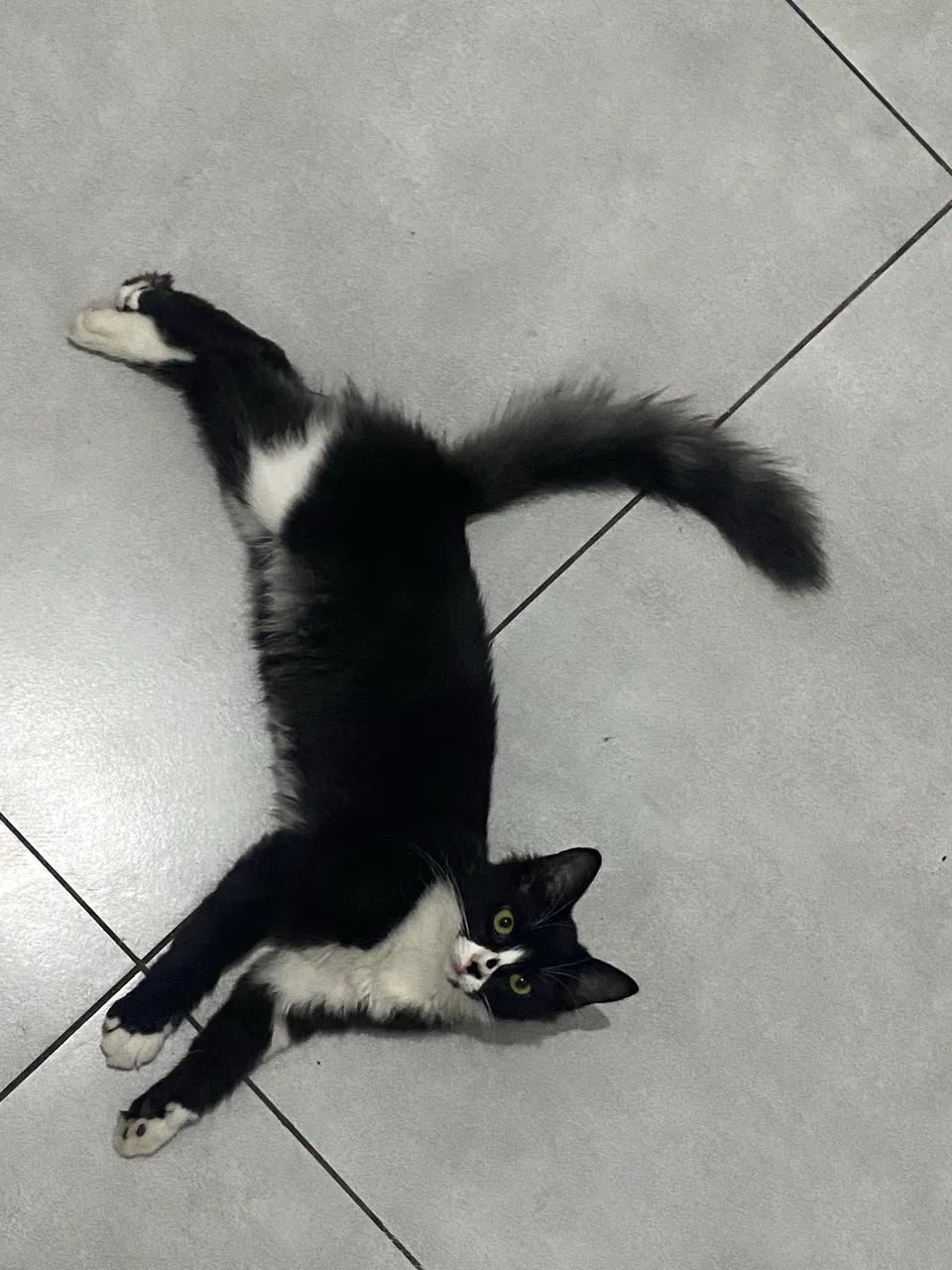 Adoção gatinha filhote  - Foto 2