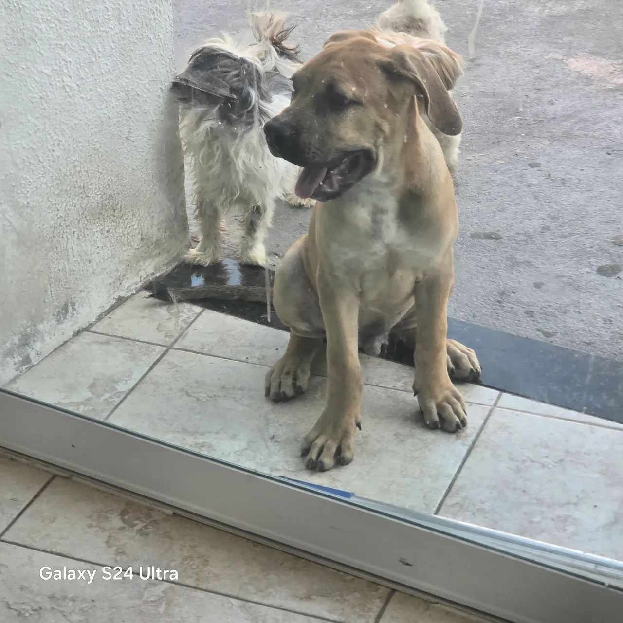 filhote de cane corso macho - Foto 3