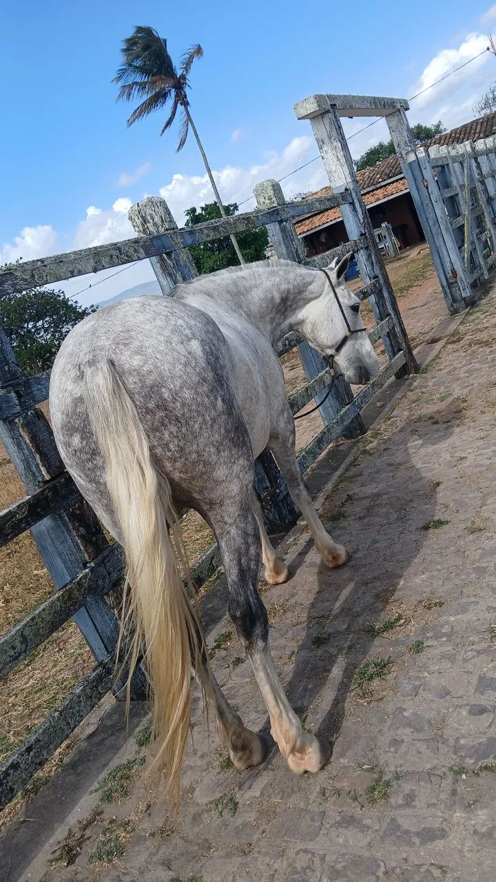 Vendo cavalo de 6 anos  - Foto 2
