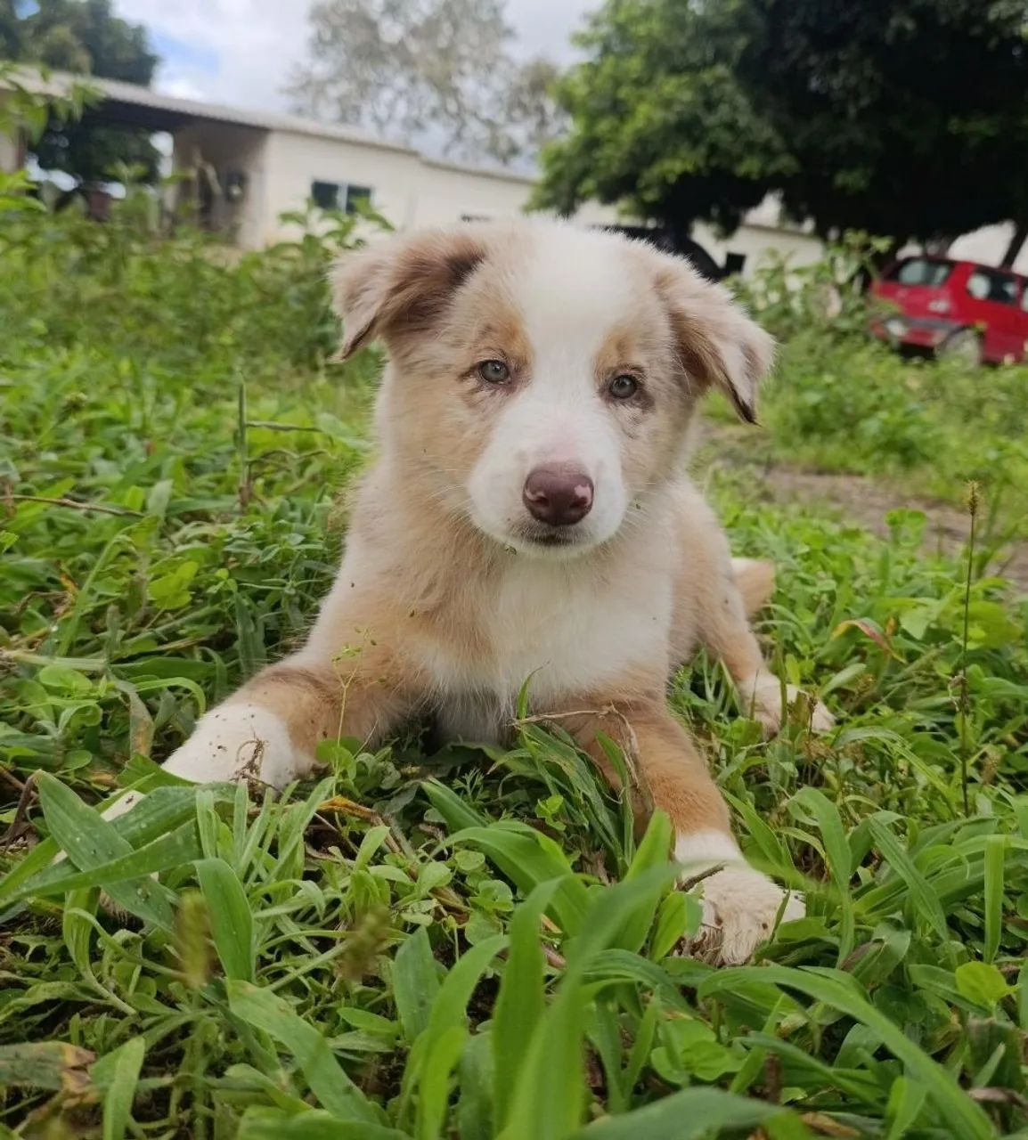 BORDER COLLIE 
