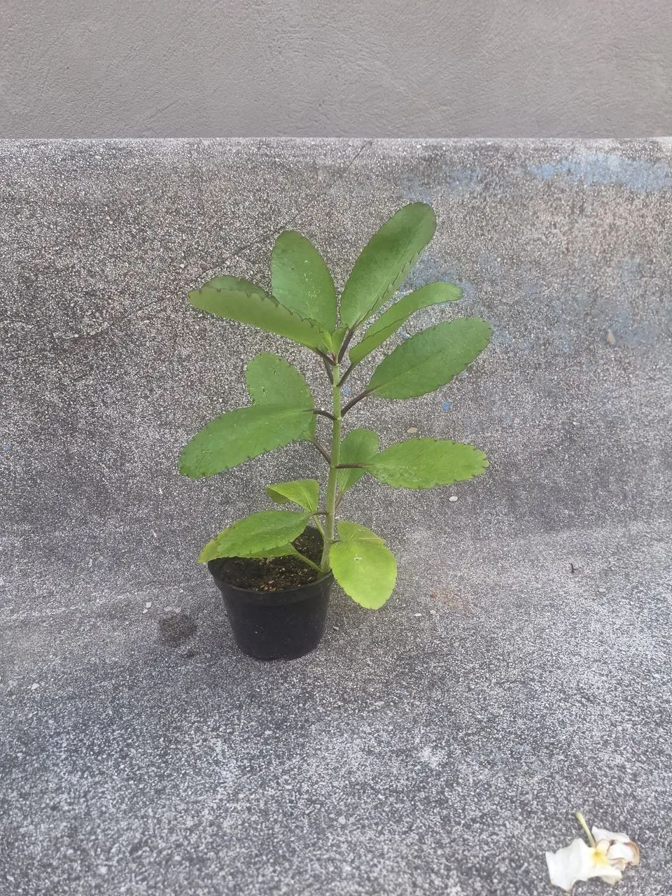 Muda de Corama - Foto 3