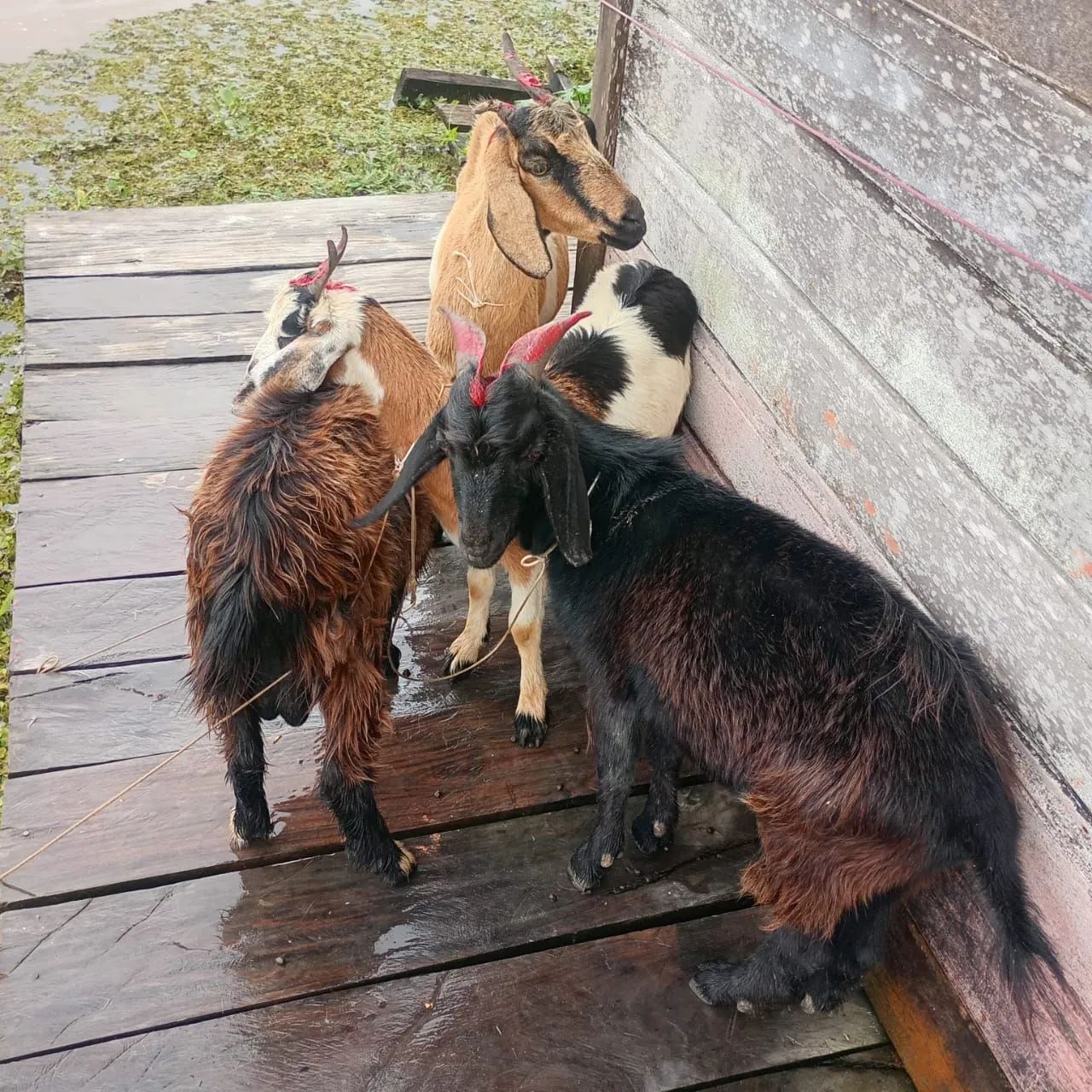 Bode cabra cabrito - Foto 3