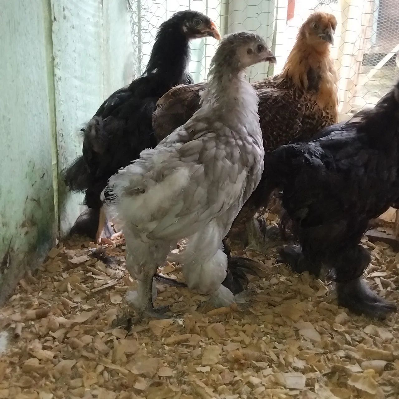 Estou vendendo pintos da raça brama  - Foto 3