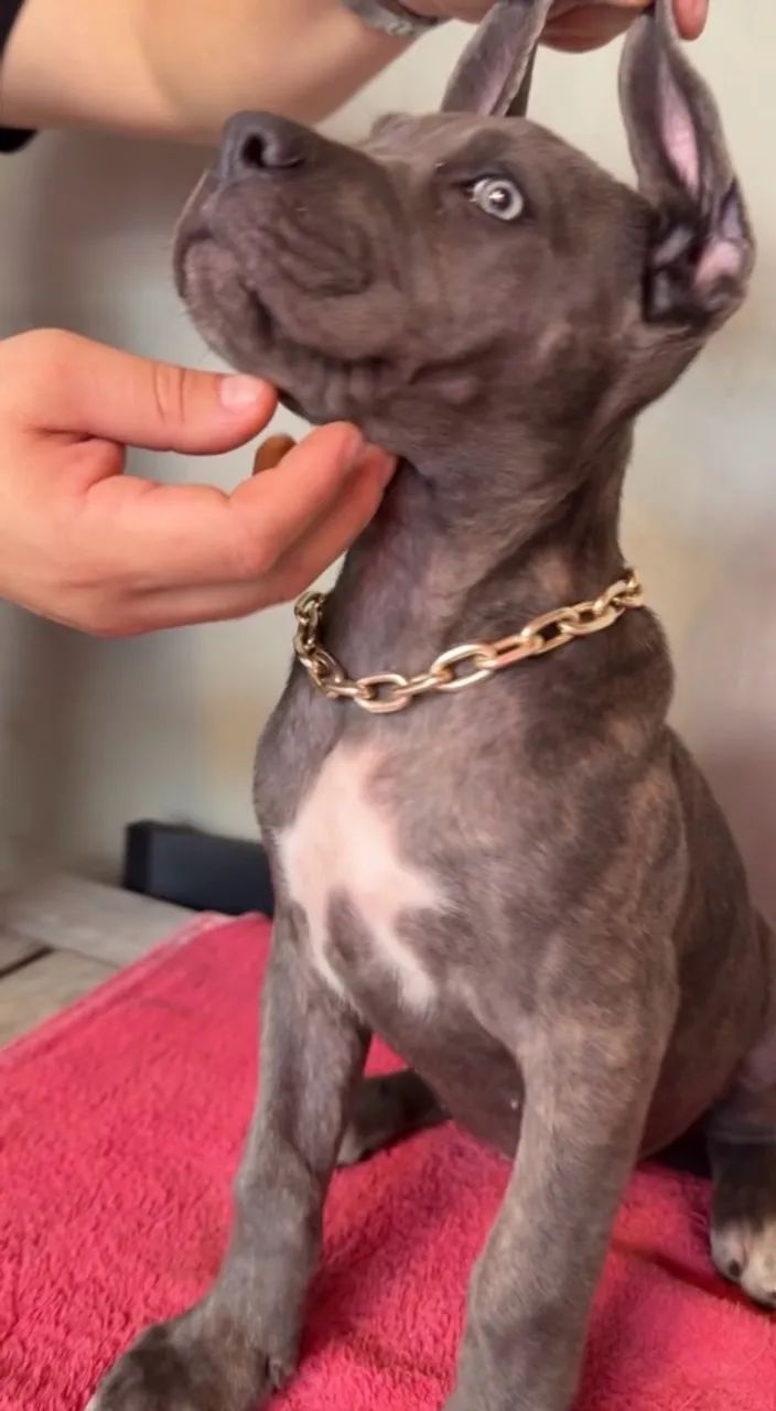 Cane Corso  - Foto 5