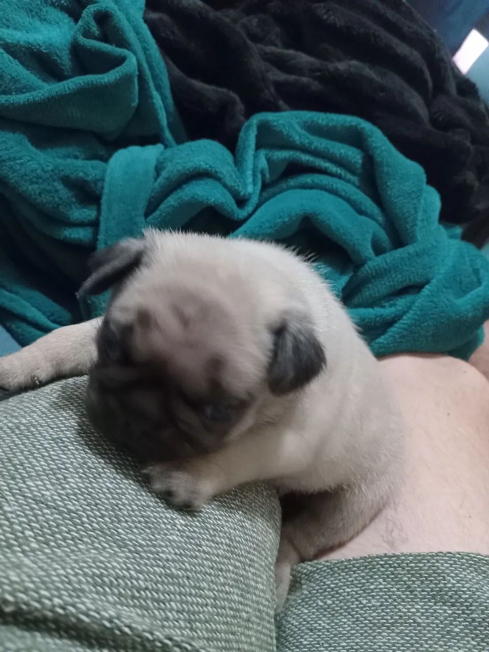 Pug - Foto 2