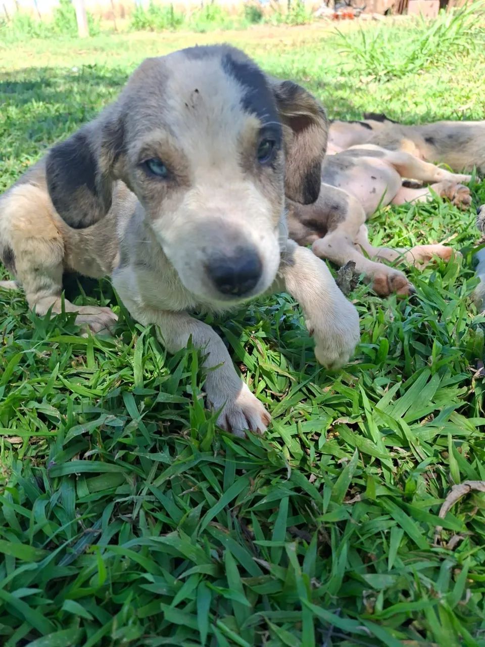 Estou doando esses filhotes  - Foto 2