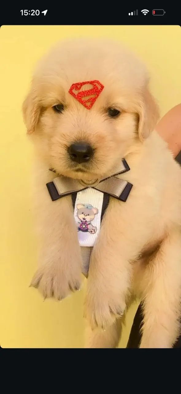 Golden retriever com pedigree  - Foto 3