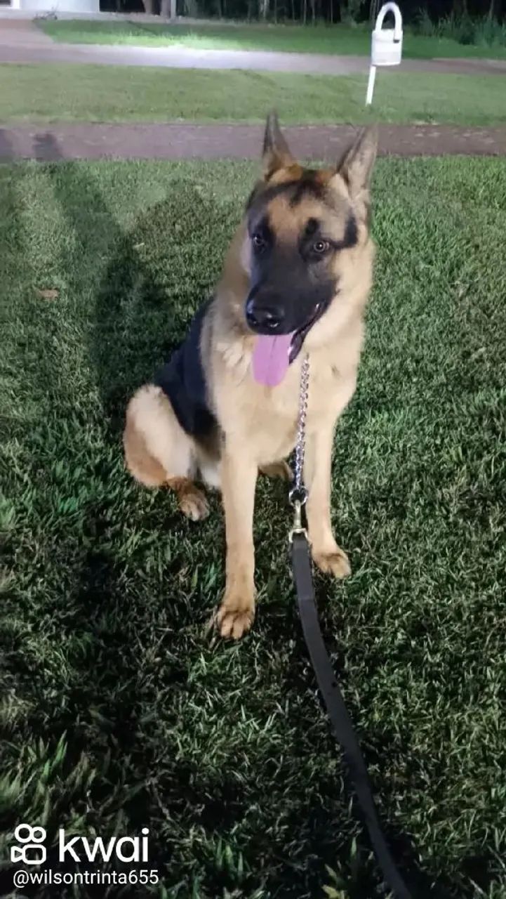 Pastor malinois  - Foto 4