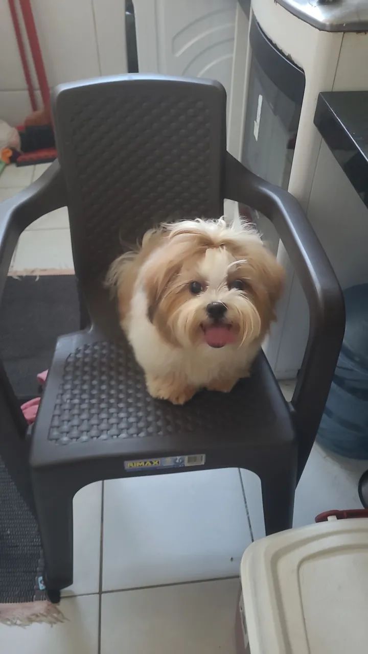 Vendo cachorra 8 meses  - Foto 3