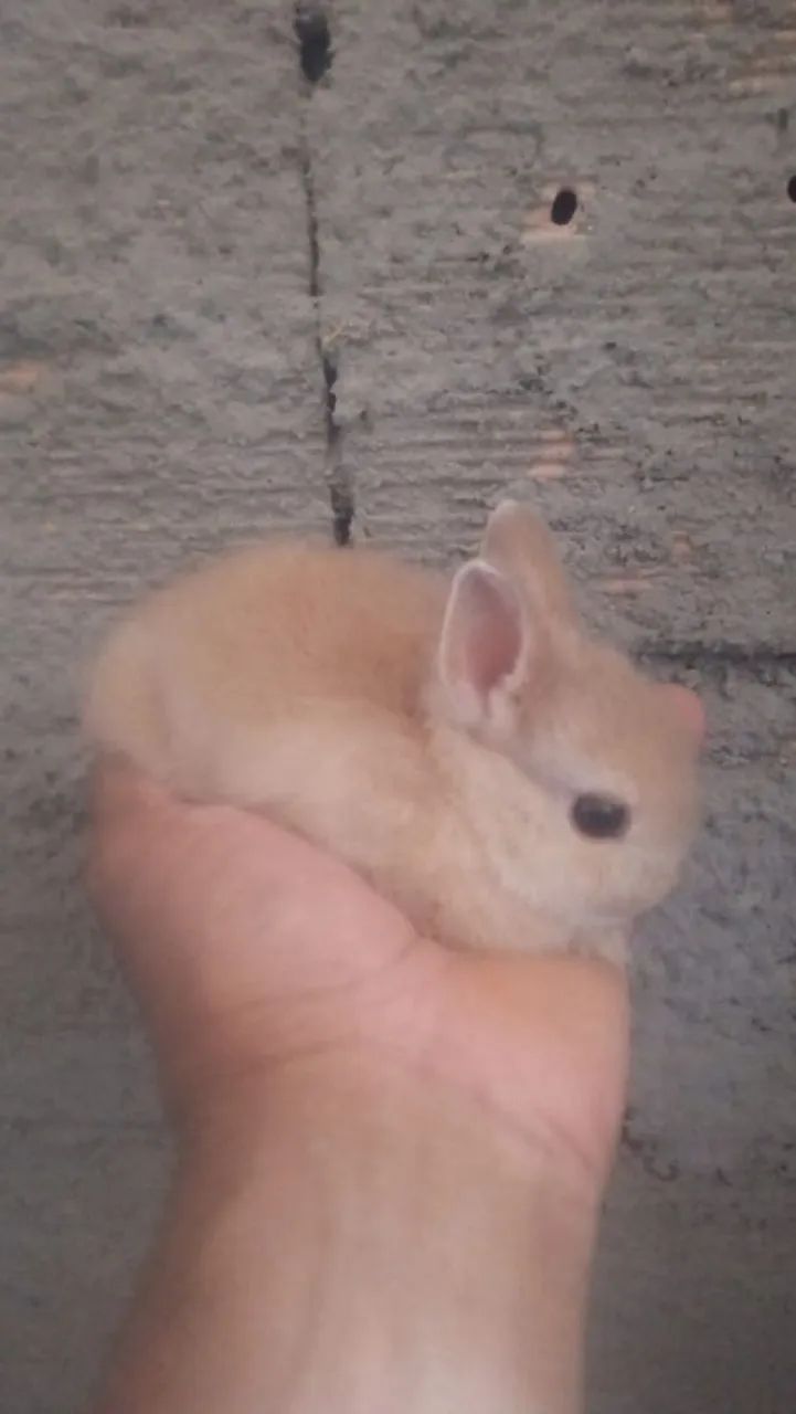 Mini coelho nethelands  - Foto 2