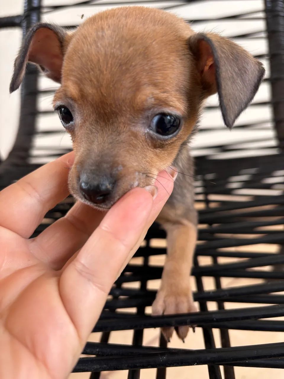 Vendo Pinscher fêmea  - Foto 4