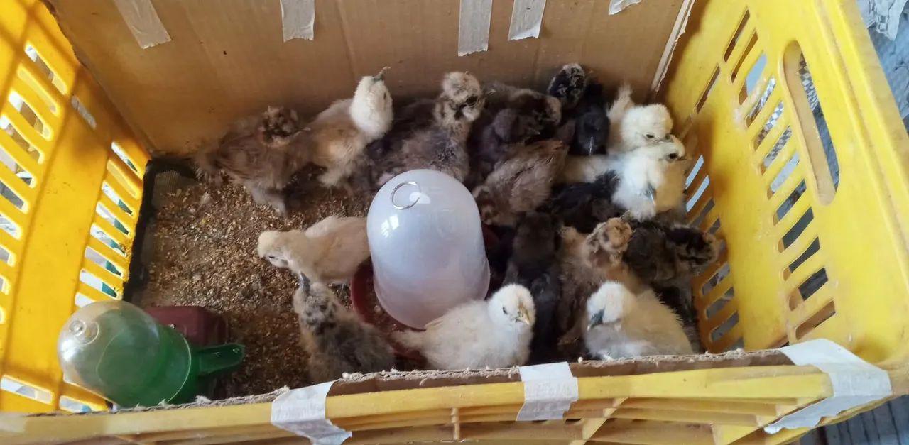 Pintinho sedosa do japao 