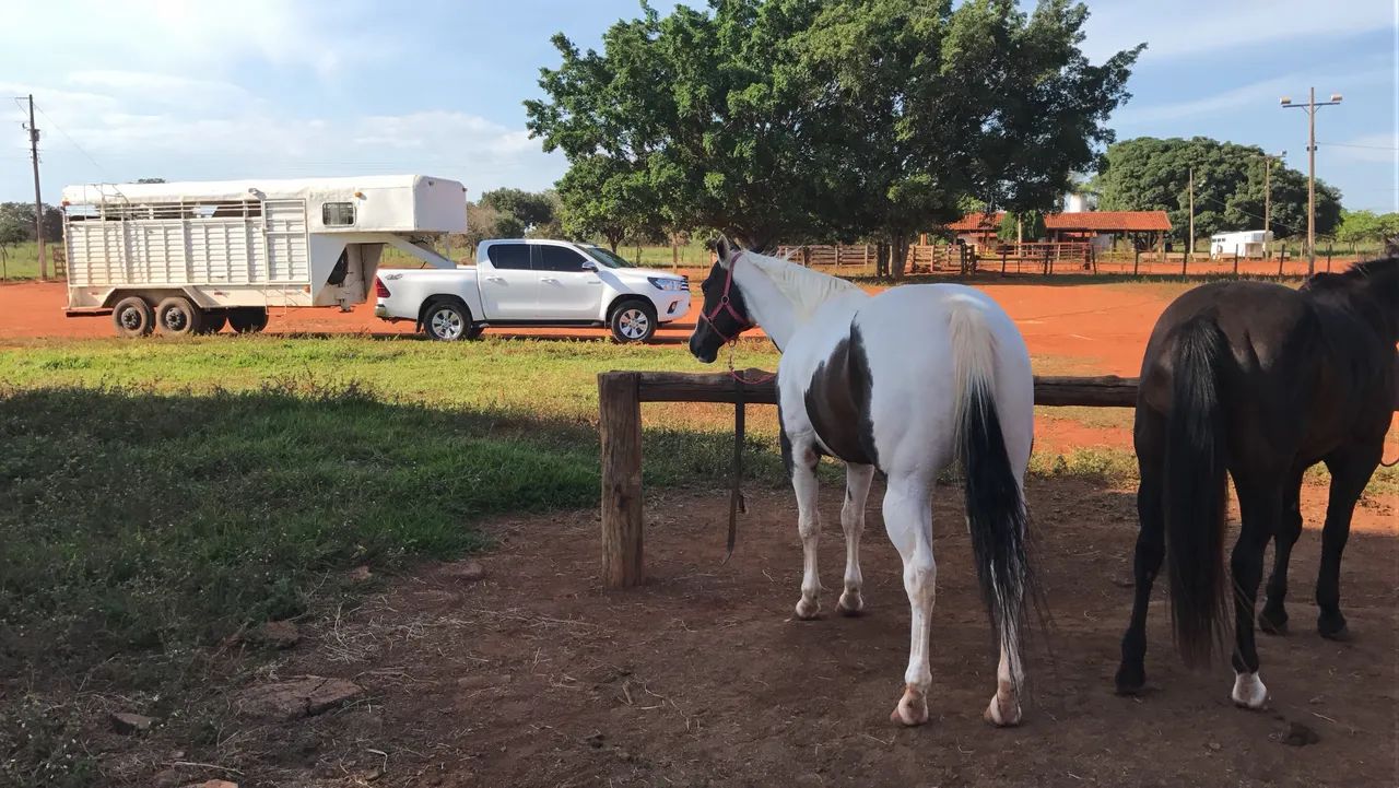 Égua Paint Horse - Foto 5
