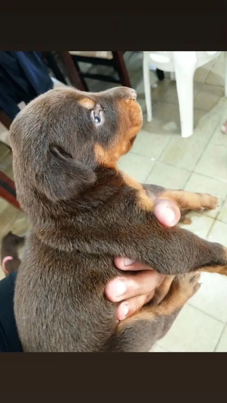 Doberman disponível  - Foto 2