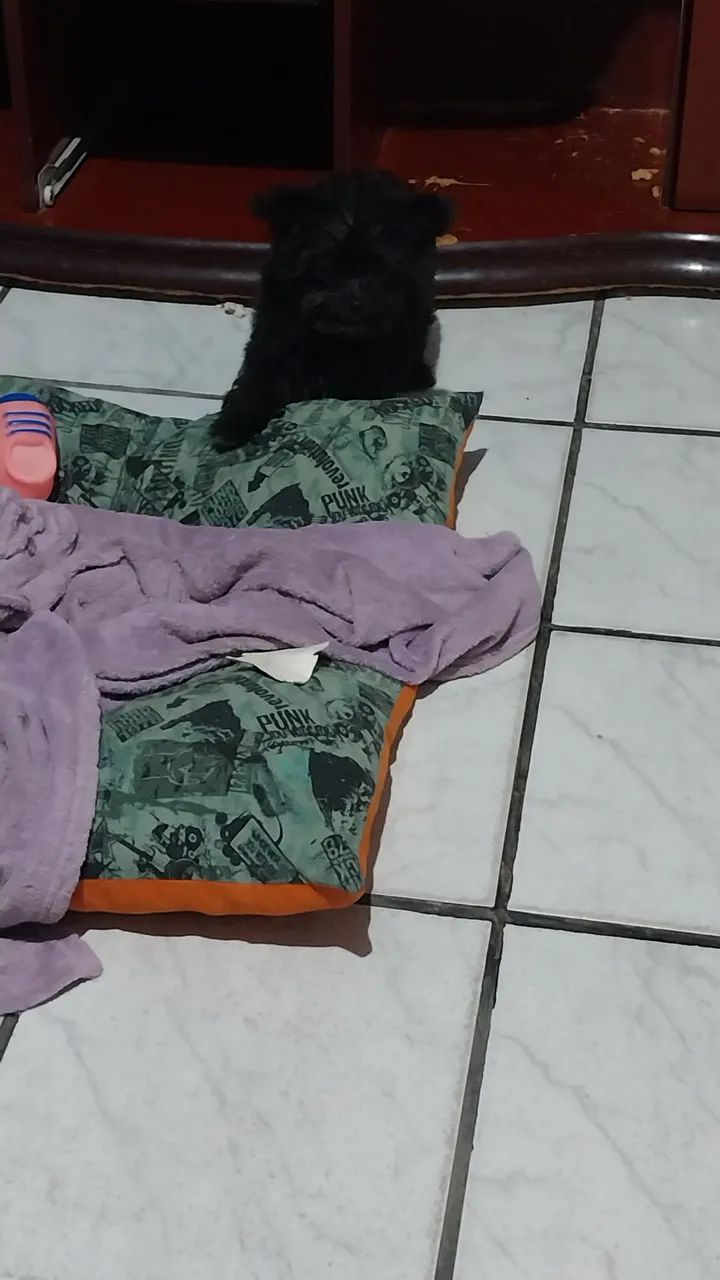Femia de cachorro 