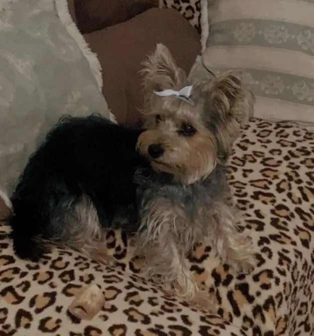Vendo linda cachorrinha Yorkshire