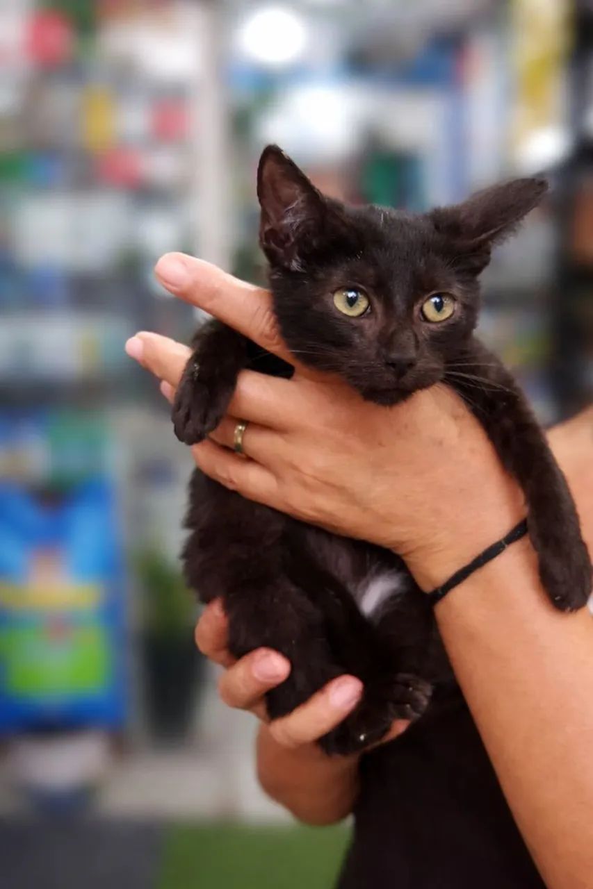 Gatinho macho para adoção