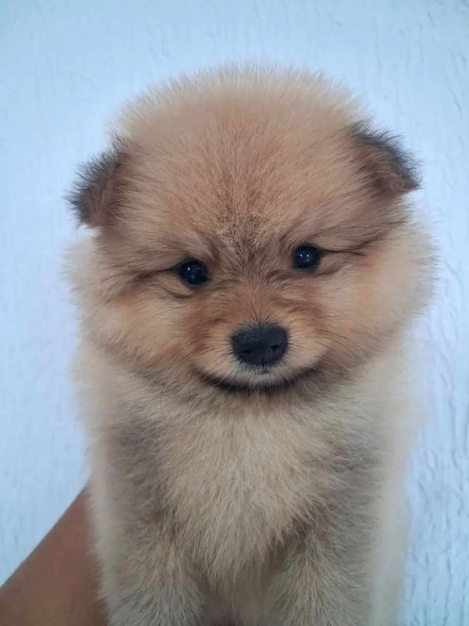 Spitz alemão  - Foto 5