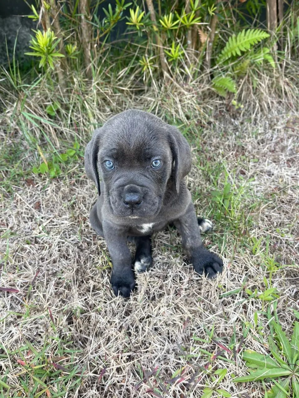 Filhote de cane corso  - Foto 2