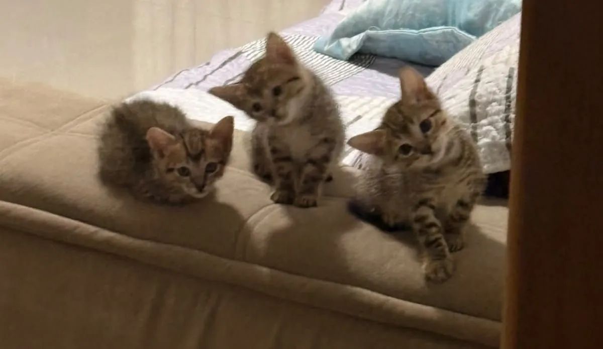 DOAÇÃO DE GATINHOS - Foto 3