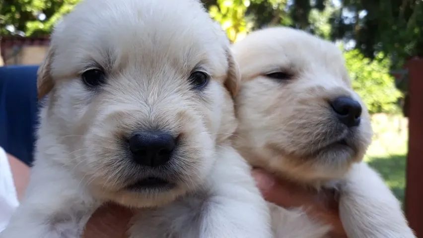 Golden Retriever 100% Puro e Saudável