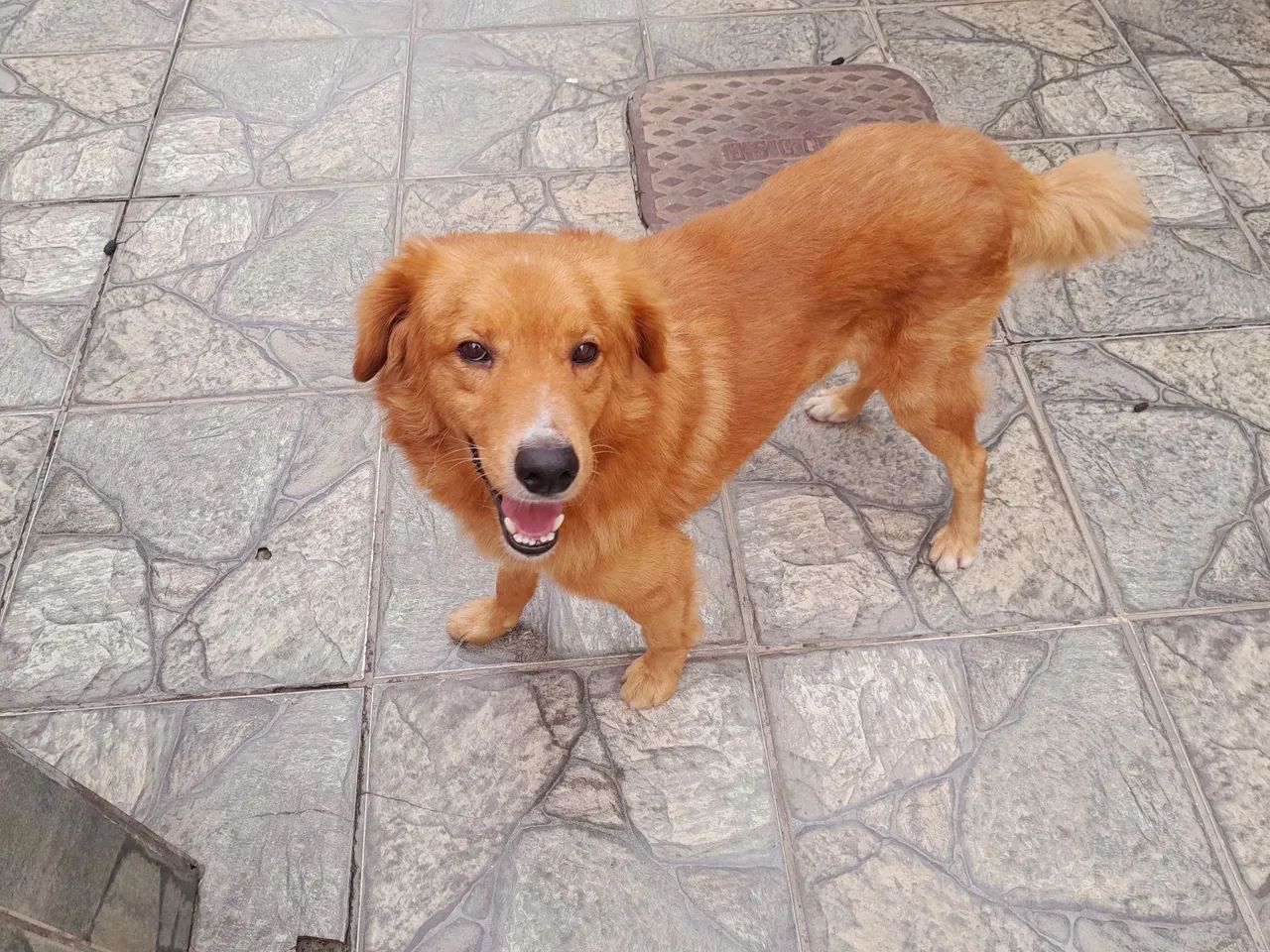 Cachorro para adoção responsável 