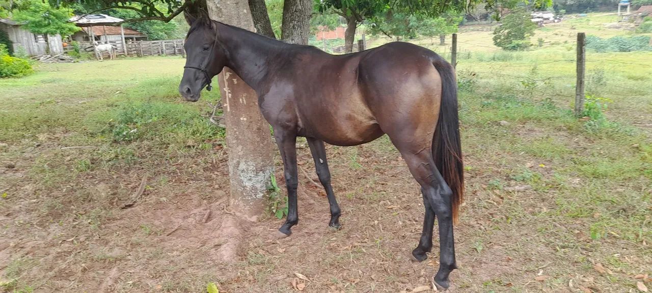 Cavalo potro - Foto 5